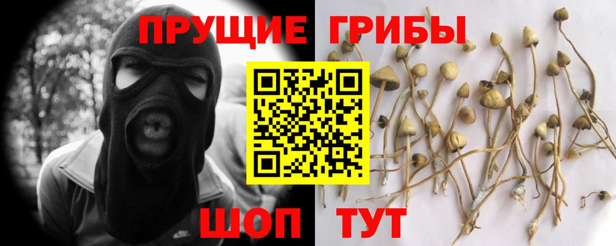 Псилоцибиновые грибы Psilocybine cubensis Новороссийск